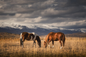 Autumn sunny day. Cumulus clouds in the sky. Two horses close up. The mares stand sideways and eat grass. Mountains in the background. Natural background. Free grazing. Siberia.