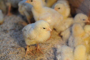little yellow chicks