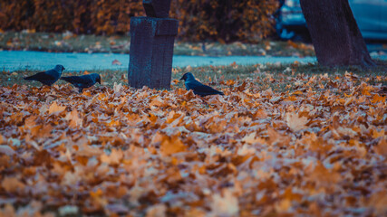 autumn leaves on a bench