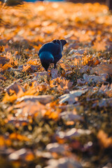 bird in autumn