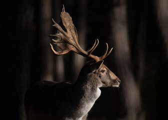Portrait of a noble fallow deer in a natural habitat. Doe with huge and branched horns. Elegant...
