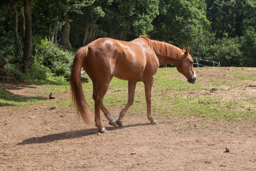 Chestnut horse in a field