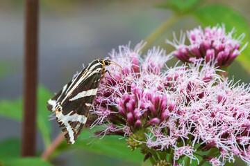 A black and white moth sitting on a flower.