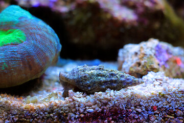 Cerith sand sea snail - Cerithium Caeruleum © Kolevski.V
