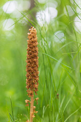 Orchid orchid in the meadow. In the background is water and green plants.