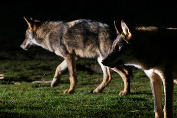free gray wolf in the forest of Greece 