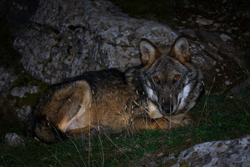 free gray wolf relaxing in the forest of Greece 