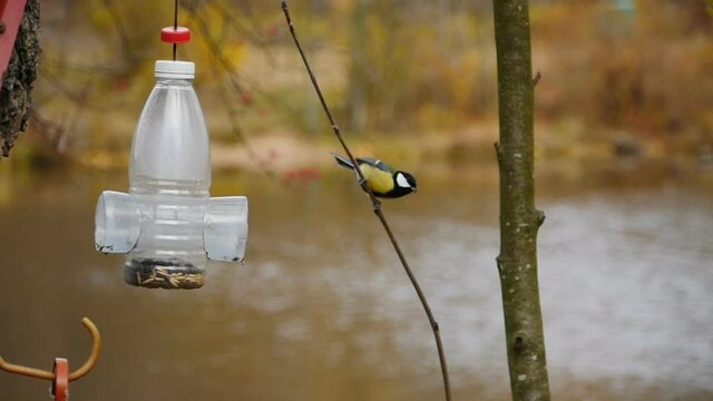 titmouse hovers and flies masterly at the feeder slow motion