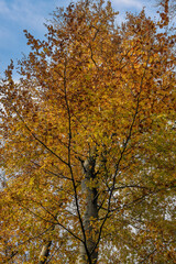 Beautiful beech with autumn colors and blue sky background