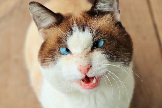 Ugly cross-eyed cat with blue eyes 