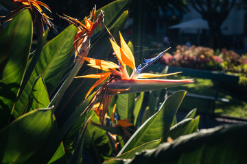 Strelitzia reginae flower in a whole garden