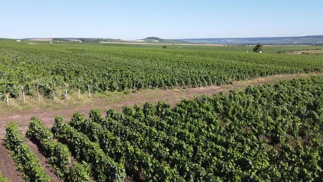 Aerial view on green French vineyards in Burgundy wine region in summer, white and red wine production in France