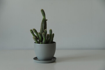 Minimalist background - flowers on white space, closeup (cactus, monstera)