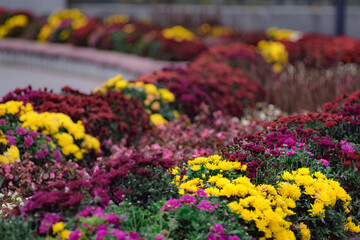 Flowers in a strong bokeh background