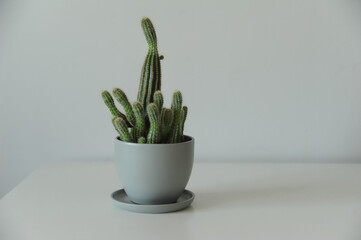 Minimalist background - flowers on white space, closeup (cactus, monstera)