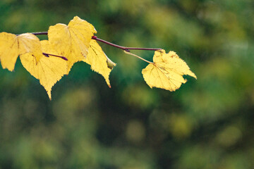 Yellow leaves on a background of blurring