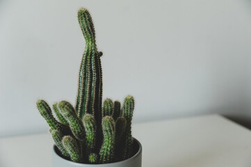 Minimalist background - flowers on white space, closeup (cactus, monstera)