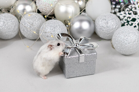 White Dzungarian hamster on a gift box. Christmas card with white and silver balls, garland, tinsel, snowflakes on a blurred white background. Close-up.