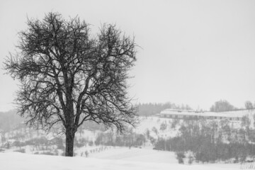 Fototapeta na wymiar Baum mit Winterlandschaft