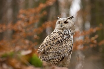 great owl