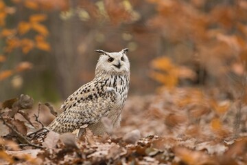 owl in the forest