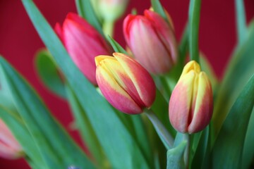 Blüten vom bunten Tulpenstrauss