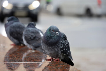Cold weather, pigeons sitting on stone parapet on city street. Three doves on blurred cars background, freezing birds in winter