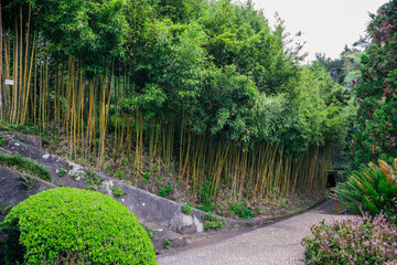bamboo forest in tropical park