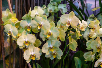 Spring bloom of a variety of orchids. Pink yellow white purple orchids. Beautiful floral background