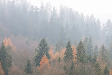 Misty landscape in the morning.