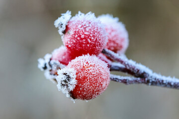 Frosted red rose hips in the garden