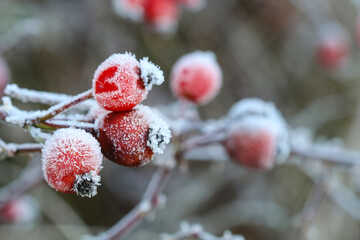 Frosted red rose hips in the garden