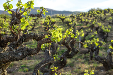 Grapevines in wine making farm