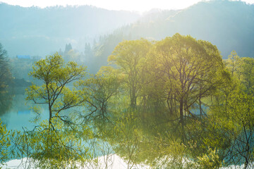 白川ダム湖 水没林 朝3