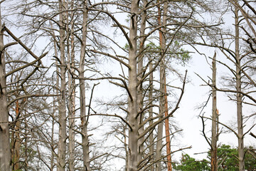 dead wood in the forest	