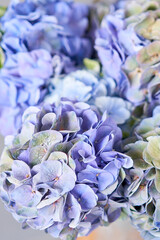 Beautiful hydrangea flowers in a vase on a table. Bouquet of green and blue flower. Decoration of home. Wallpaper and background.