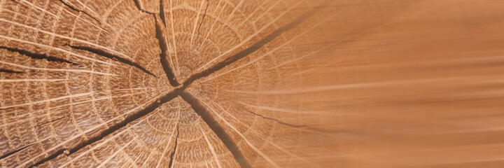 Banner of wood texture . The felled round tree is shown in close-up with annual radial rings and cracks from the center. Copy space.