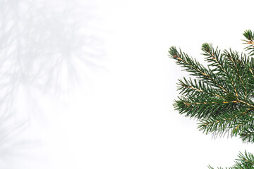 Green fresh branch of Christmas tree and Gentle shadow of a pine on a white background. Christmas and New Year concept. Copy Space
