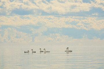 White whooper swans (Cygnus cygnus) on blue sea. beautiful elegant royal birds swimming on water