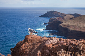 seagulls on a rock overlooking the coast of the island