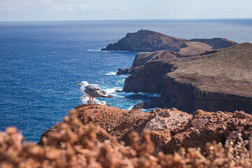 seagulls on a rock overlooking the coast of the island