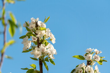 Flowering of a pear tree. A branch of a fruit tree with white flowers. Spring in the orchard.