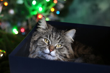 Close up of cute brown cat in Christmas gift box.