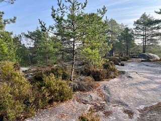 Fototapeta premium Fontainebleau 15