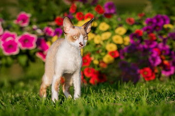Cornish rex kitten in summer on the background of flowers