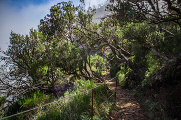 mountain path among trees and grass