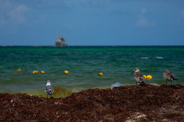 Obraz premium Sargassum in Mexican beach