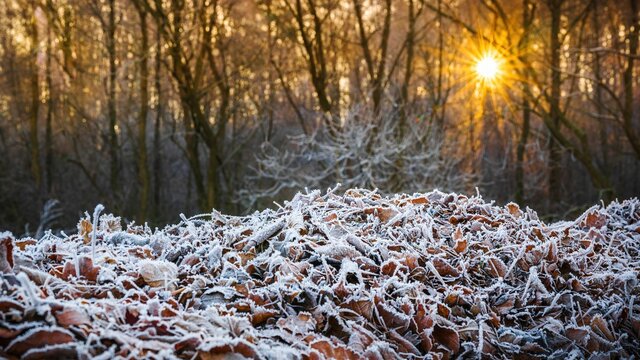 Zmrożone liście na tle świecącego słońca, mroźny poranek