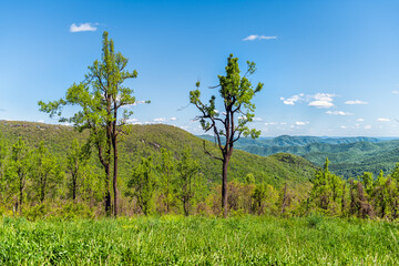 Appalachian Shenandoah Blue Ridge mountains on parkway Three Ridges overlook with lush green plants in spring springtime with landscape view and nobody and trees