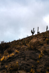Naklejka na ściany i meble silhouette of cactus and sky